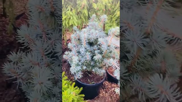 Ель колючая Микки🌲❤️продажв Вотцап 89036602009) телеграмм канал https://t.me/S76Olga_76 смотреть онлайн