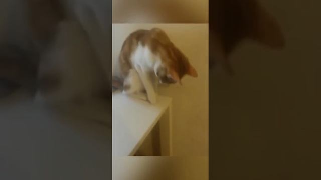 VID-20231027-WA0005.mp4 смотреть онлайн