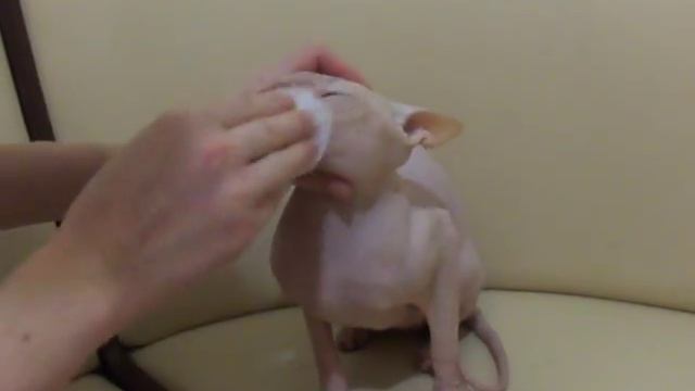 Морду моем Каспер кусается. The Cat Was Bitten