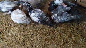 Когда наступает половозрелость уток. Почему Селезень не топчет индоуток.