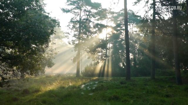Какой вы домашний питомец по знаку Зодиака