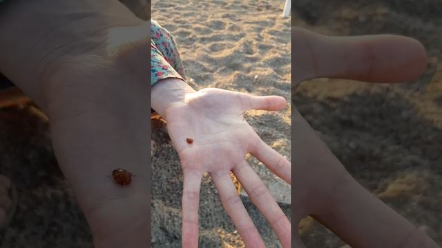 рука пианиста vs обычная рука смотреть онлайн