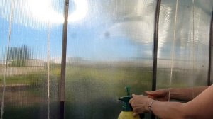 Споробактерин: Средство для лечения бурой пятнистости и других болезней томатов и не только