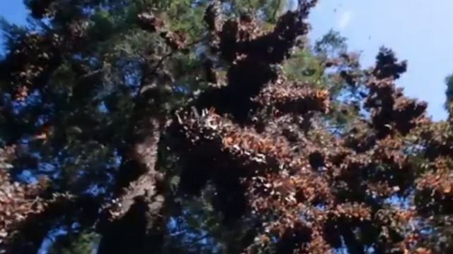 The ten most dangerous insects in the world kill hundreds of thousands of people every year. смотреть онлайн