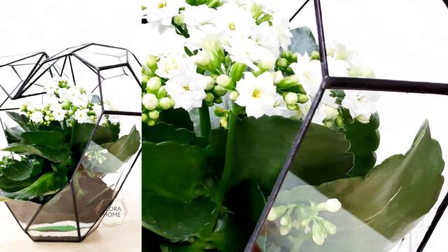Сердце смотреть онлайн