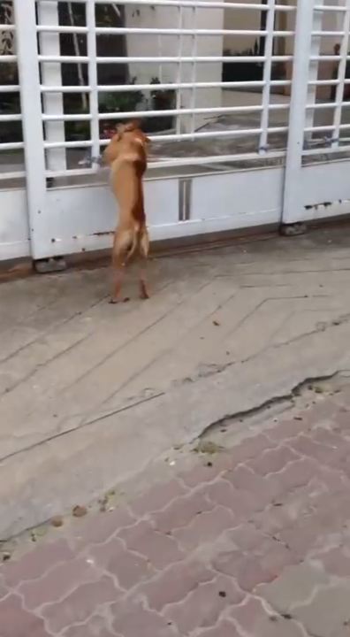 Собака пролезает в ворота смотреть онлайн