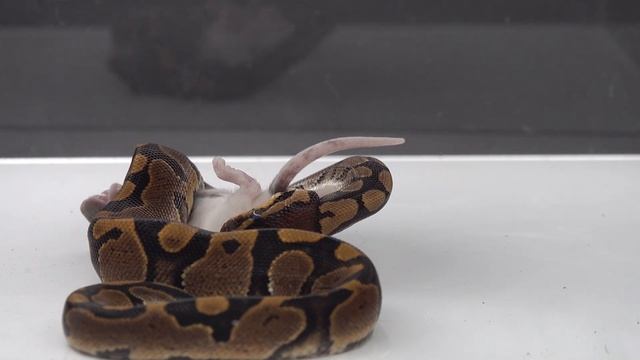 Sneaky Snake Creeps Up On A Rat - Warning Live Feeding смотреть онлайн