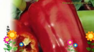 Перец сладкий Нежность. Краткий обзор, описание характеристик, где купить семена cápsicum ánnuum
