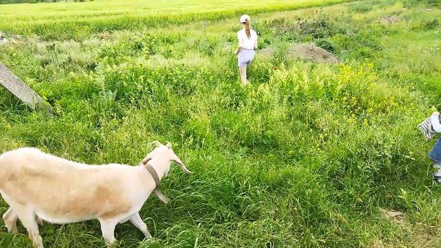 Снова козы  // жизнь в деревне// сарай подождёт- ищем сено!!!!