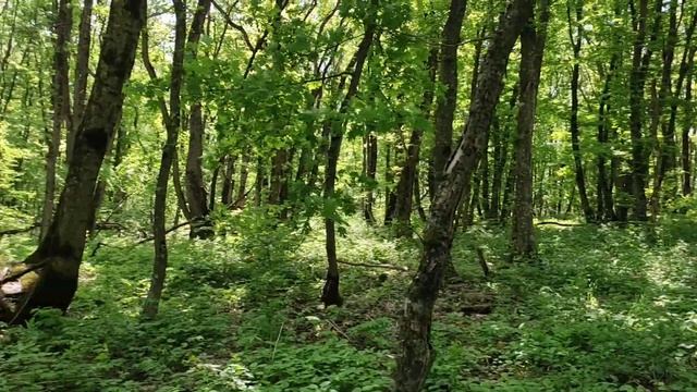 НЕОЖИДАННЫЕ НАХОДКИ / ПОИСК С МЕТАЛЛОИСКАТЕЛЕМ / КАМРАДКИ В ЛЕСУ смотреть онлайн