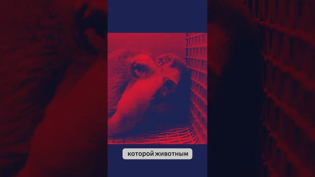 Эксперимент с Обезьянкой | Яма отчаяния | Влияние Социальных Связей на Психику смотреть онлайн