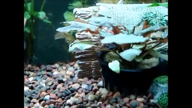 Albino Corydoras and Zebra Danios in my FIRST 55 gallon aquarium смотреть онлайн