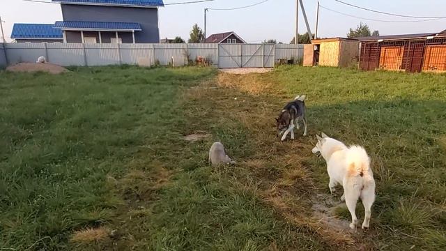 Гром и лайки с утра смотреть онлайн