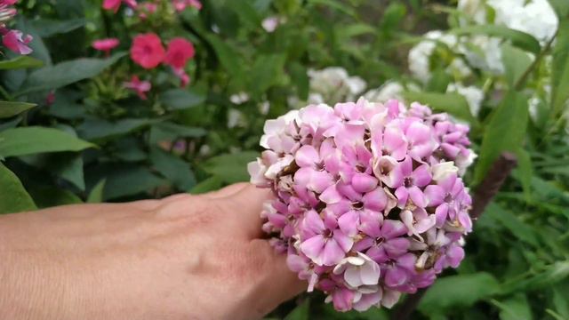 #Флоксы. Красота флоксов смотреть онлайн