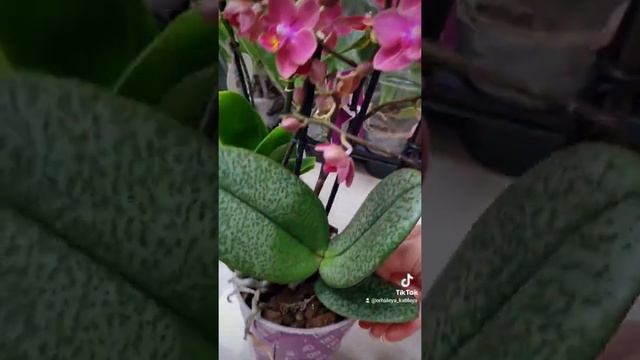 Ароматная орхидея фабрика #рекомендации #орхидея #орхидеи #фаленопсис #орхидеикраснодар #цветы смотреть онлайн