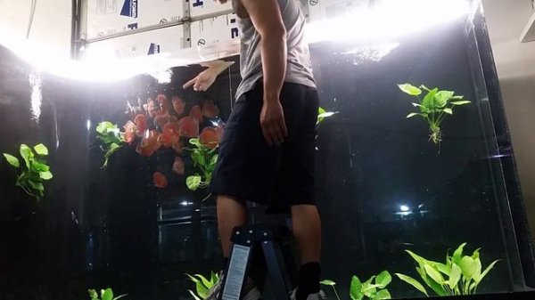 Discus fish playing 700 gallon discus anubias tank @ discus america