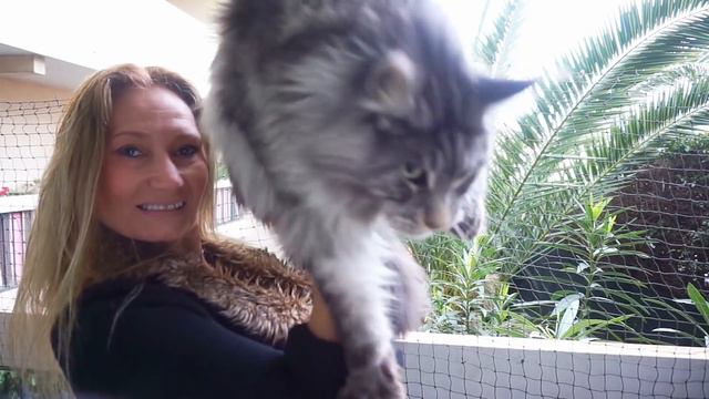 𝐈'𝐌 𝐀 𝐂𝐀𝐓 ...𝐍𝐎𝐓 𝐋𝐈𝐎𝐍 ... 𝐈 𝐒𝐖𝐄𝐀𝐑 😹🙀 😹 𝐈 𝐏𝐑𝐄𝐒𝐄𝐍𝐓 𝐁𝐄𝐀𝐔𝐓𝐈𝐅𝐔𝐋 𝐌𝐀𝐈𝐍𝐄 𝐂𝐎𝐎𝐍 𝐇𝐄𝐋𝐈𝐎𝐒 смотреть онлайн