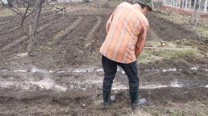 Топинамбур. Земляная груша. Весенняя посадка