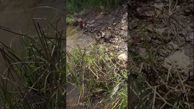 ВОТ ЭТО ДОЛБАНУЛА. РЫБА-ИНВАЛИД. смотреть онлайн