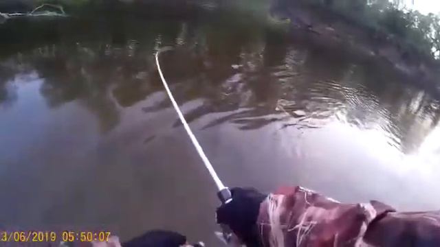 Сахалин. Сима. Вишневый лосось смотреть онлайн