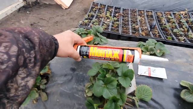 Утепление зимней теплицы Пеноплэкс 501185585мм