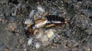 ДВУХВОСТКИ и УХОВЁРТКИ - Почему их часто путают?