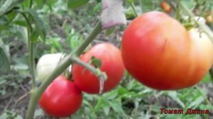 Томат Джина (Лучшие сорта томатов)