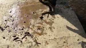 Мои ПЕРВЫЕ НАХОДКИ МОНЕТЫ на поисковый магнит под мостом. FIRST COINS Findings for a search magnet