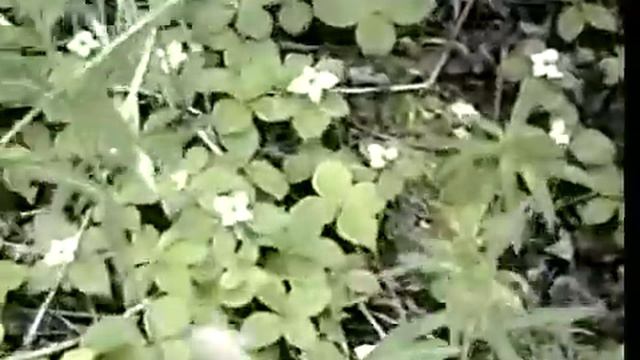 TOXDET - Alaska range (2008) смотреть онлайн
