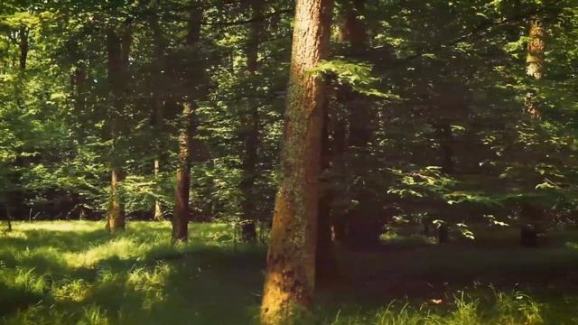 Unwind with Purity: Relaxing Music Infused with Calming Sound смотреть онлайн