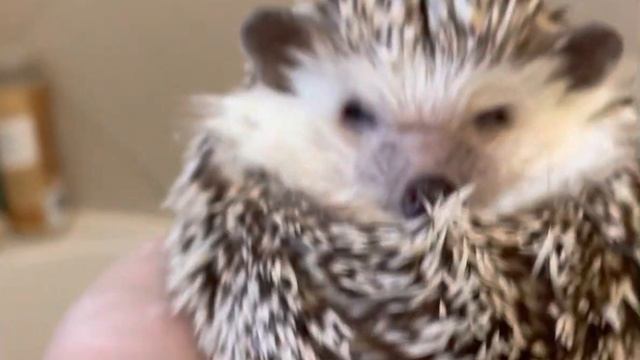 Coconut Cream the Hedgehog Gets That Brushie Brushie смотреть онлайн