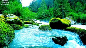 ?Расслабляющий Лесной Водопад. Звуки Природы. Пение птиц. Успокаивающий Звук Воды. Белый шум.