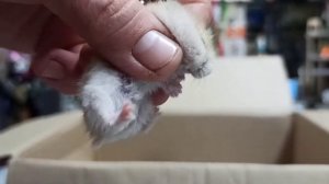 Как определить пол джунгарского хомячка??