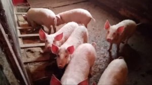 Кормим свиней. Какое зерно получается.