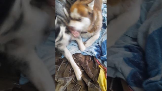 Хаски Джесси Настроение от поиграться до подраться смотреть онлайн