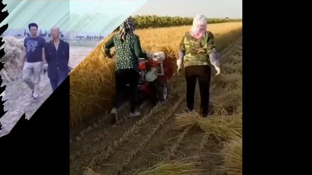Мини комбайны или трактор. Новое сельское хозяйство. Часть 3. Mini harvesters. смотреть онлайн