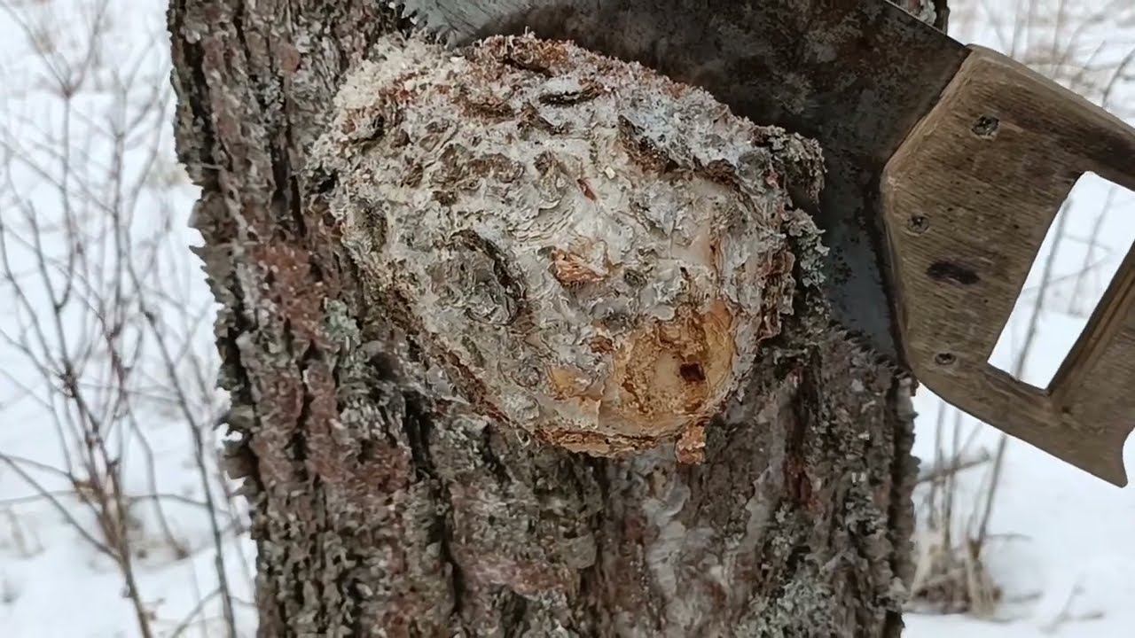 Тихая охота на сувели. Ч.2 смотреть онлайн