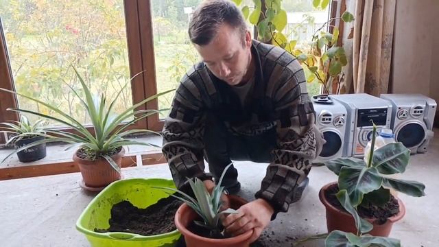 Пересаживаем АНАНАС смотреть онлайн