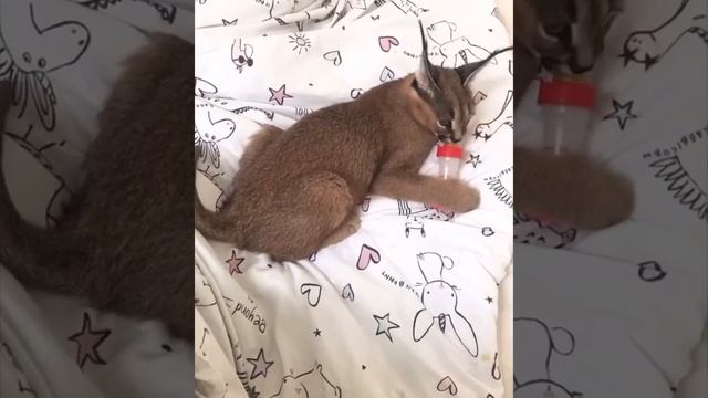 Caracal Mishka Playing With Bottle. Caracal Kitten. Каракал котёнок, каракал Дома, Домашний каракал