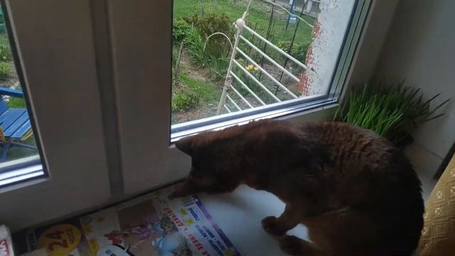 Как поймать муху? Позовите кошку! смотреть онлайн