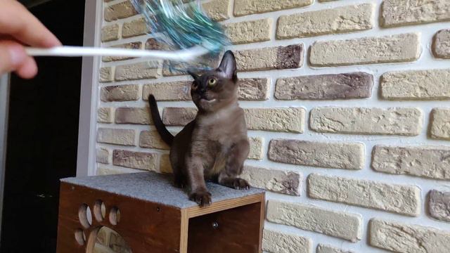 Бурманский котенок. Девочка. Питомник WILDANGEL смотреть онлайн