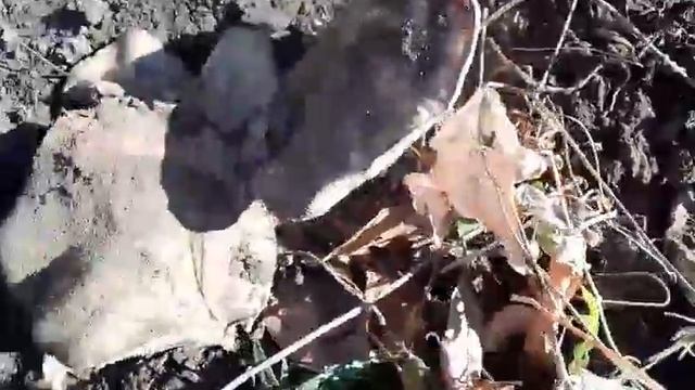 Подтопольники в -7 копаем грибы как картофель!!!