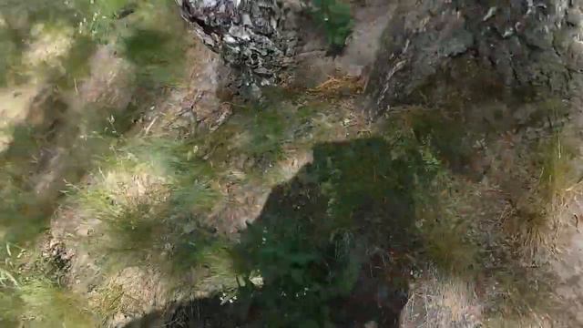 Норная хаски Иделия🐺Husky likes to climb into burrows#сибирскийхаски#huskyIdel смотреть онлайн
