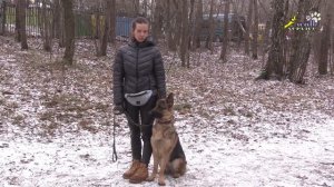 Нет времени и сил на дрессировку, Овчарка мифы и реальность