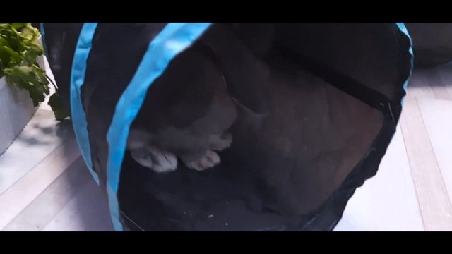 Чем кормить кроликов ЗИМОЙ? / Какую зелень МОЖНО давать кролику? / Какие ТРАВЫ можно найти зимой? смотреть онлайн