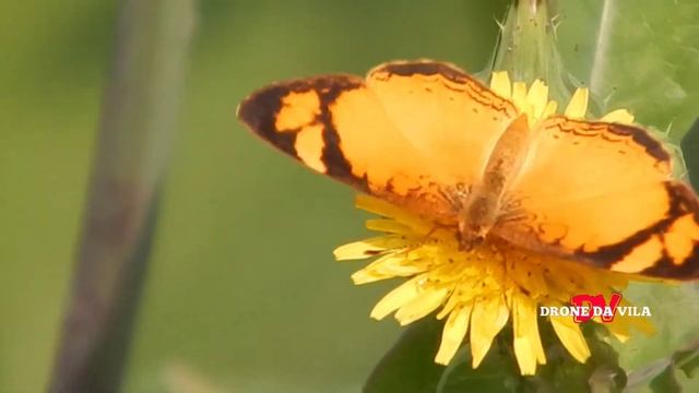 Video macro com a Nikon L830 ficou muito top! #dronedavila смотреть онлайн