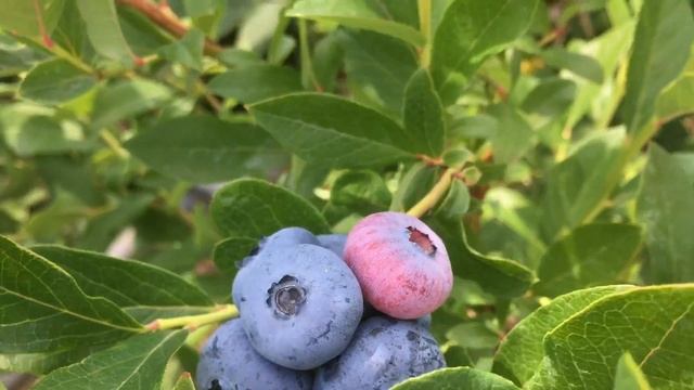 ?? Созревает Голубика. Урожай Молодых Кустов. смотреть онлайн