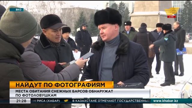 Места обитания снежных барсов обнаружат по фотоловушкам смотреть онлайн