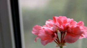Сортовые пеларгонии. [Надежда и мир]