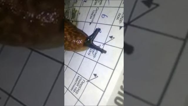 Как избавиться от слизняков в доме навсегда смотреть онлайн